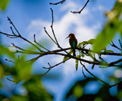 Sri Lankan Kingfisher