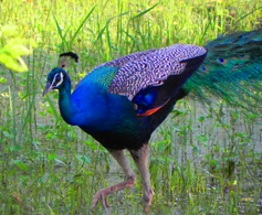 Peacock in the wild in Maldives