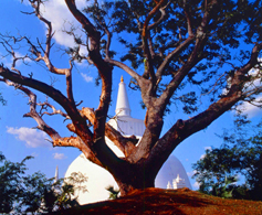 View of a Dagaba and Bo Tree in Sri Lanka