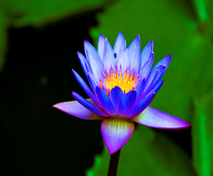 Blue Water Lily, the national flower of Sri Lanka