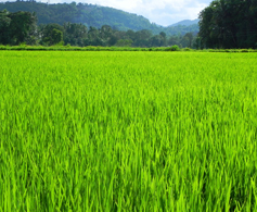 Paddy field and mountainside in Sri Lanka
