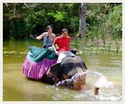 Elephant back safari in Sri Lanka