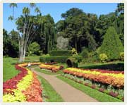Peradeniya Botanical Gardens
