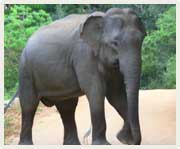 An Elephant in Sri Lanka